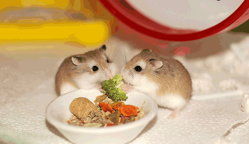 Dwa chomiki jedzą warzywa